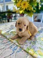 Daisy, a female Golden Retriever for sale in New Caney, TX – Photo 1 of 4