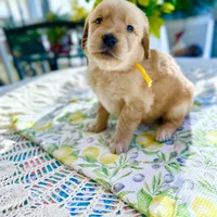 Daisy, a female Golden Retriever for sale in New Caney, TX – Photo 3 of 4