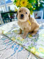 Daisy, a female Golden Retriever for sale in New Caney, TX – Photo 3 of 4