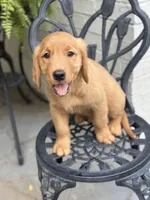 Chico, a male Golden Retriever for sale in New Caney, TX – Photo 2 of 9