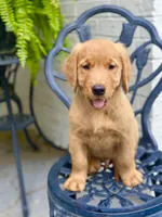 Chico, a male Golden Retriever for sale in New Caney, TX – Photo 5 of 9