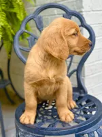 Chico, a male Golden Retriever for sale in New Caney, TX – Photo 8 of 9