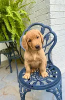 Chico, a male Golden Retriever for sale in New Caney, TX – Photo 9 of 9