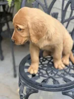 Chico, a male Golden Retriever for sale in New Caney, TX – Photo 4 of 9