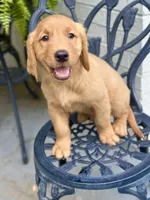 Chico, a male Golden Retriever for sale in New Caney, TX – Photo 3 of 9