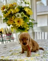 Chico, a male Golden Retriever for sale in New Caney, TX – Photo 2 of 4