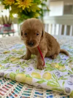 Chico, a male Golden Retriever for sale in New Caney, TX – Photo 4 of 4