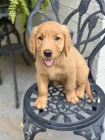 Chico, a male Golden Retriever for sale in New Caney, TX – Photo 6 of 9