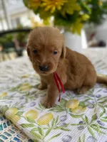 Chico, a male Golden Retriever for sale in New Caney, TX – Photo 3 of 4