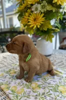 Axel, a male Golden Retriever for sale in New Caney, TX – Photo 3 of 5