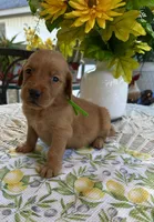 Axel, a male Golden Retriever for sale in New Caney, TX – Photo 5 of 5