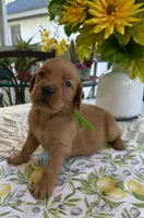 Axel, a male Golden Retriever for sale in New Caney, TX – Photo 4 of 5