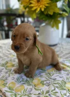 Axel, a male Golden Retriever for sale in New Caney, TX – Photo 1 of 5