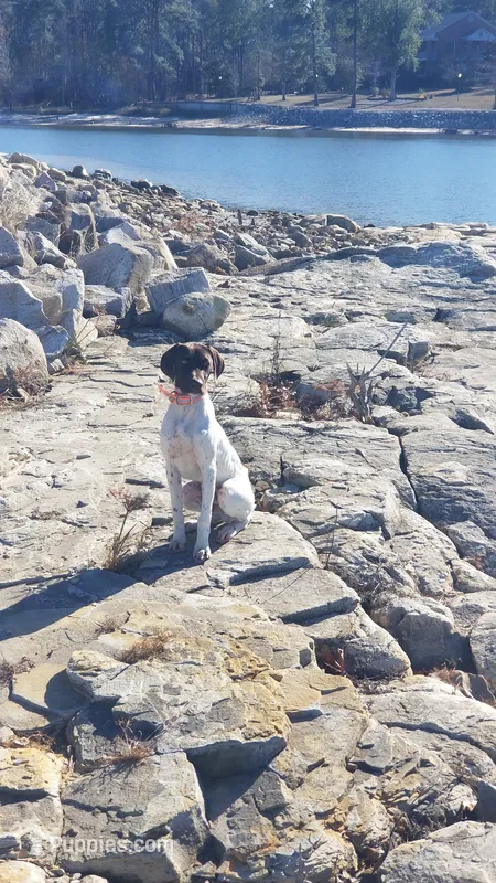 G – German Shorthaired Pointer puppy for sale in Lumberton, TX