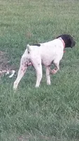 G, a male German Shorthaired Pointer for sale in Lumberton, TX – 2 of 2