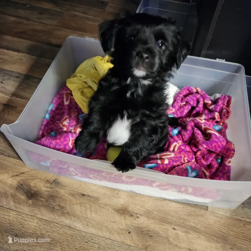 Richards – Yorkshire Terrier puppy for sale in Macedon, NY