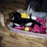 Richards, a male Yorkshire Terrier for sale in Macedon, NY – Photo 2 of 3