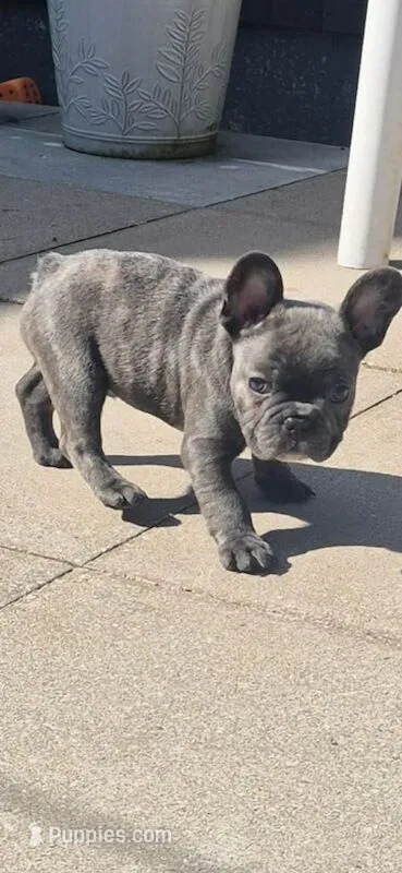 Sevyn – French Bulldog puppy for sale in North Hollywood, CA