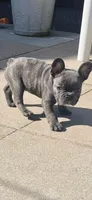 Sevyn, a male French Bulldog for sale in North Hollywood, CA – 1 of 1