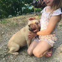 Ryder, a male French Bulldog for sale in Camdenton, MO – Photo 3 of 6