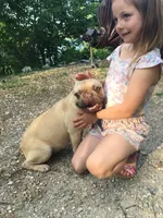 Ryder, a male French Bulldog for sale in Camdenton, MO – Photo 3 of 6