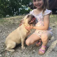 Ryder, a male French Bulldog for sale in Camdenton, MO – Photo 1 of 6