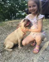 Ryder, a male French Bulldog for sale in Camdenton, MO – Photo 1 of 6