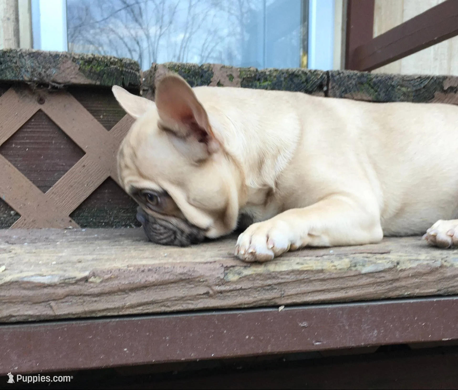 Ryder, a male French Bulldog for sale in Camdenton, MO – 4 of 4