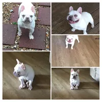 Ryder, a male French Bulldog for sale in Camdenton, MO – Photo 6 of 6