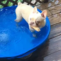 Rio, a male French Bulldog for sale in Camdenton, MO – Photo 2 of 8