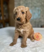 Basil , a female Goldendoodle for sale in Osage City, KS – 1 of 2