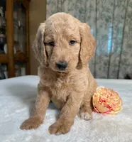 Ginger, a female Goldendoodle for sale in Osage City, KS – 2 of 3