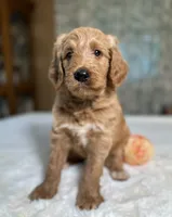 Basil , a female Goldendoodle for sale in Osage City, KS – 2 of 2
