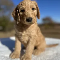 Larry, a male Goldendoodle for sale in Osage City, KS – Photo 3 of 3