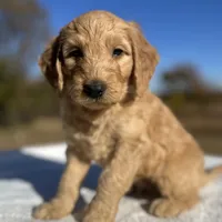 Larry, a male Goldendoodle for sale in Osage City, KS – Photo 2 of 3