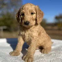 Larry, a male Goldendoodle for sale in Osage City, KS – Photo 1 of 3