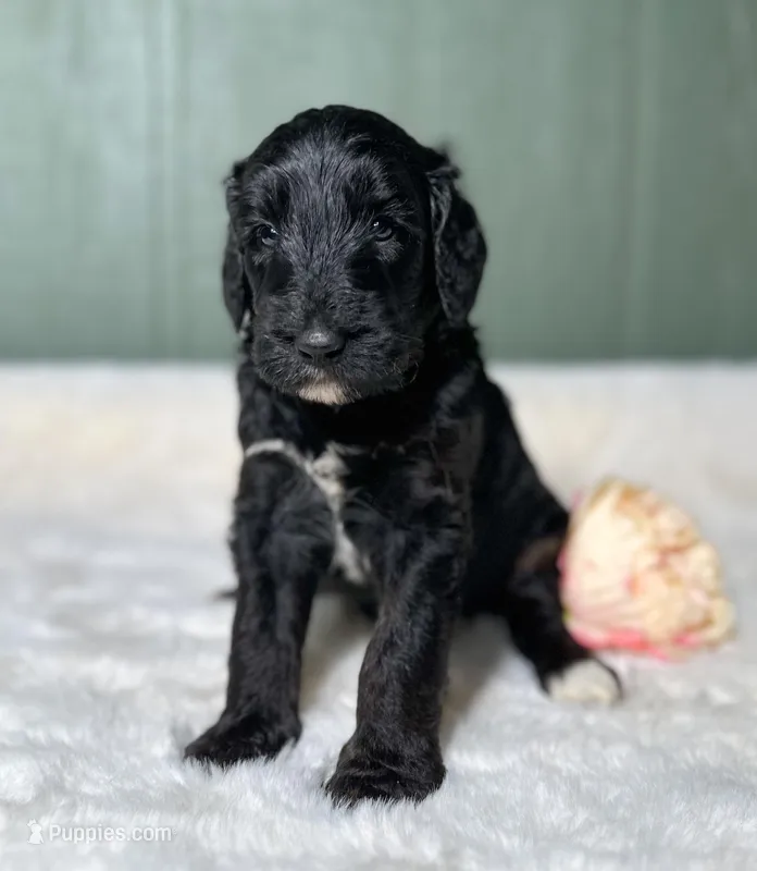 Pepper  – Goldendoodle puppy for sale in Osage City, KS