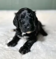 Tate R. Tot , a male Goldendoodle for sale in Osage City, KS – 1 of 1