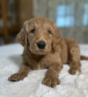 Huckleberry , a male Goldendoodle for sale in Osage City, KS – 2 of 3