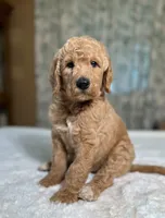 Elmer , a male Goldendoodle for sale in Osage City, KS – 4 of 4