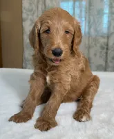 Huckleberry , a male Goldendoodle for sale in Osage City, KS – 1 of 3