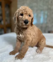 Elmer , a male Goldendoodle for sale in Osage City, KS – 3 of 4