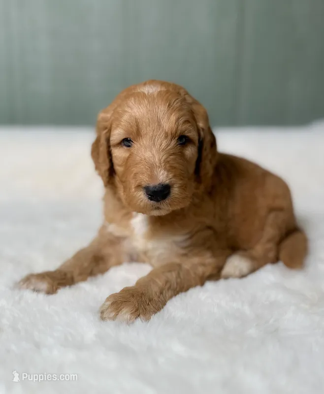 Frank N. Beans – Goldendoodle puppy for sale in Osage City, KS