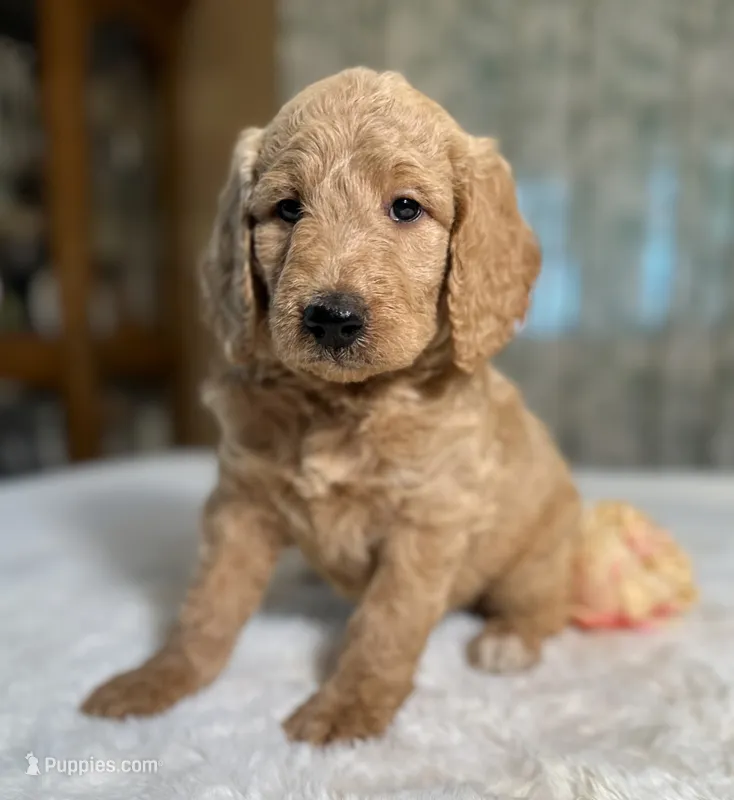 Ginger – Goldendoodle puppy for sale in Osage City, KS