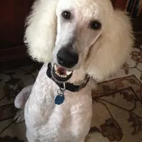 Frost, a male Poodle - Standard  for sale in Osage City, KS – 1 of 1