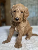 Huckleberry , a male Goldendoodle for sale in Osage City, KS – 3 of 3