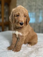 Oakley, a male Goldendoodle for sale in Osage City, KS – 2 of 3