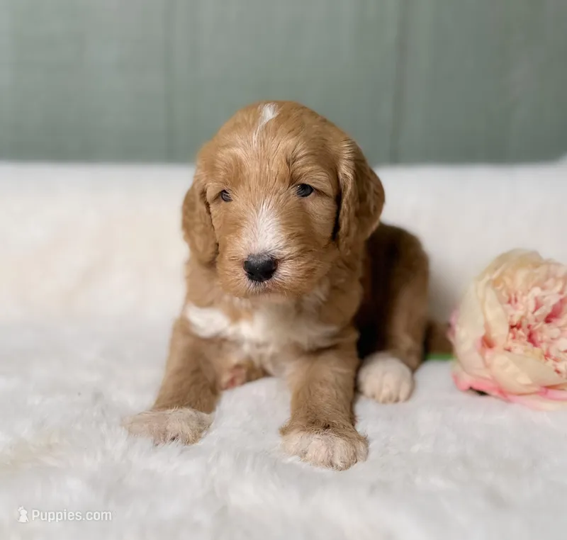 Morelle  – Goldendoodle puppy for sale in Osage City, KS