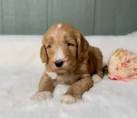 Morelle , a female Goldendoodle for sale in Osage City, KS – Photo 2 of 2