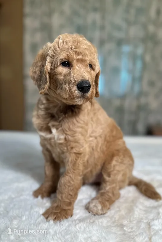 Elmer  – Goldendoodle puppy for sale in Osage City, KS